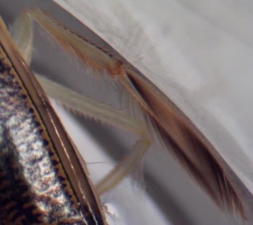 Sigara striata